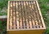Bienenvolk (ausgewintert) - 10 Zanderwaben mit standbegatteter Königin