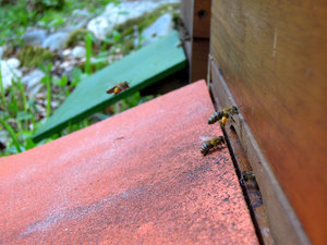 Biene mit Pollen im Anflug