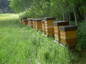 Bienenstand Wald-Wiese