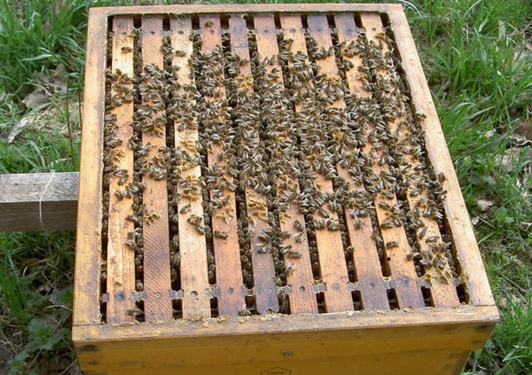 Bienenvolk (ausgewintert) - 10 Zanderwaben mit belegstellenbegatteter Königin